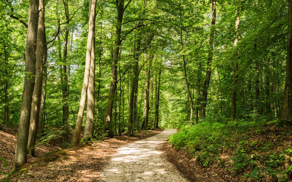 Online Psychotherapie Angela Kallo