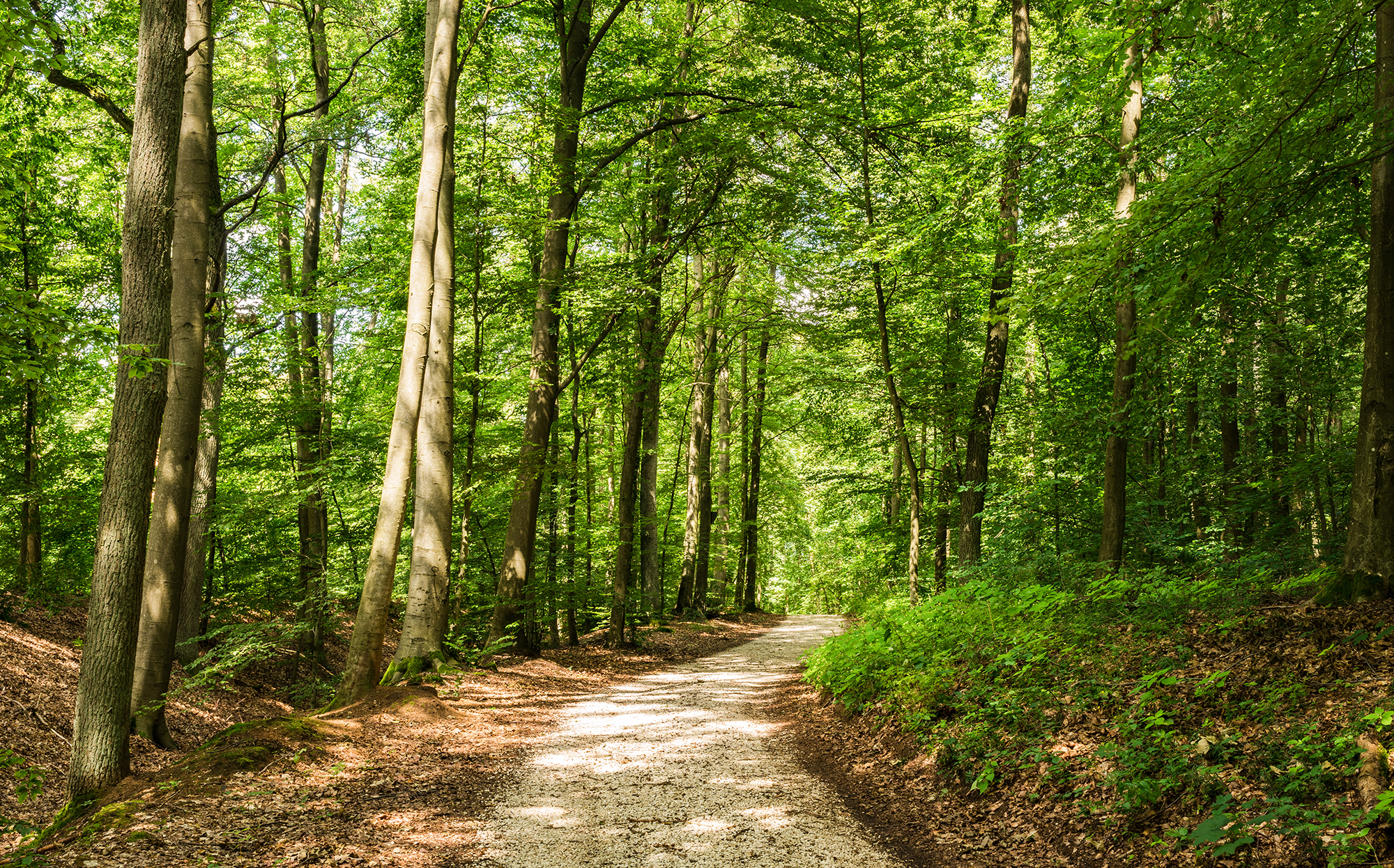 Waldweg im Sommer